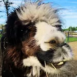Chata Baltic Park - Wypoczynkowy Z Basenem, Pizza, Mini Zoo, Bliskosc Natury, Animacje Dla Dzieci, Alpaki, Duuuuuzo Atrakcji - Raj Dla Dzieci I Rodzicow *