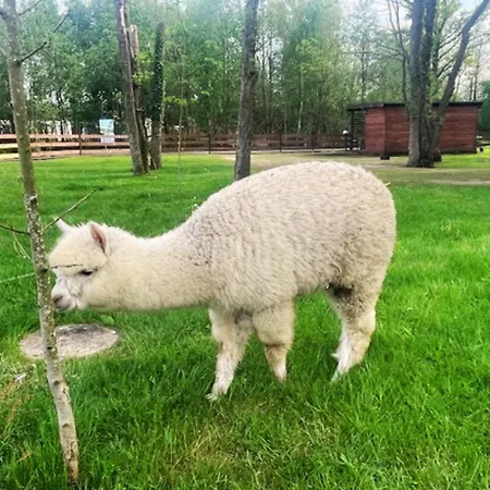 Baltic Park - Wypoczynkowy W Harmonii Z Natura - Komfortowy Z 2 Sypialniami - Grzany Basen- Atrakcje Dla Dzieci Mini Zoo Z Alpakami Lodge