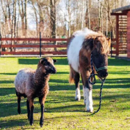Baltic Park - Wypoczynkowy W Harmonii Z Natura - Komfortowy Z 2 Sypialniami - Grzany Basen- Atrakcje Dla Dzieci Mini Zoo Z Alpakami Niechorze