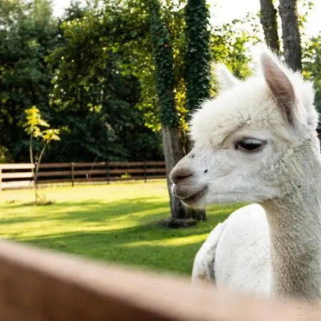Lodge Baltic Park - Wypoczynkowy W Harmonii Z Natura - Komfortowy Z 2 Sypialniami - Grzany Basen- Atrakcje Dla Dzieci Mini Zoo Z Alpakami Niechorze