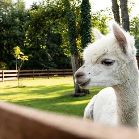 Lodge Baltic Park - Wypoczynkowy W Harmonii Z Natura - Komfortowy Z 2 Sypialniami - Grzany Basen- Atrakcje Dla Dzieci Mini Zoo Z Alpakami *